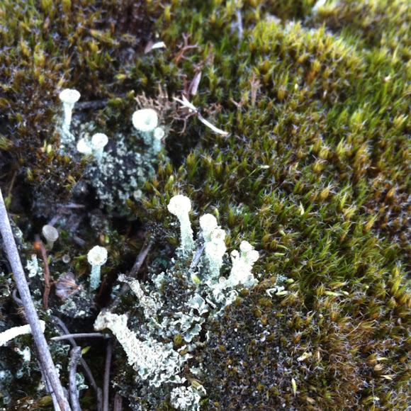 Spotting Image 1