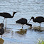 Glossy Ibis