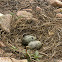 Seagull eggs