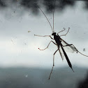 Red Soldier Ichneumonid