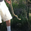Plains Gopher Snake