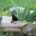 Brown-headed Cowbird