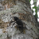 Rhubarb weevil