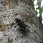 Rhubarb weevil