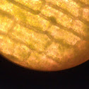 Elodea [Chloroplast]