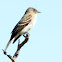 Eastern Wood-Pewee