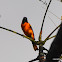 Black-Throated Shrike Tanager