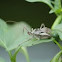 Wheel bug
