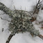 Parmottrema perforatum