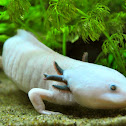 Axolotl