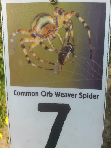 Common Orb Weaver Spider