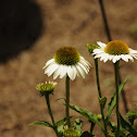 Echinacea White