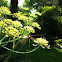 Large Crane Fly