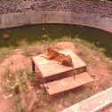 sumateran tiger