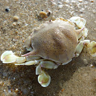 Moon Crab