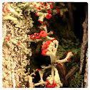 Matchstick Moss