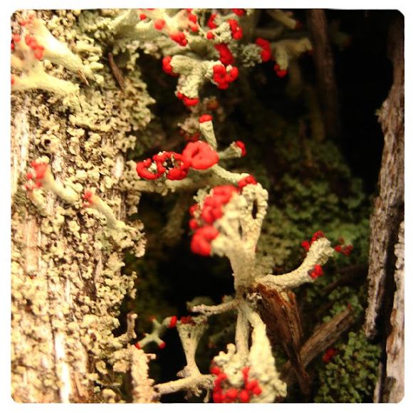 Spotting Image 1