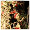 Matchstick Moss