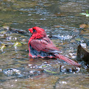 Northern Cardinal