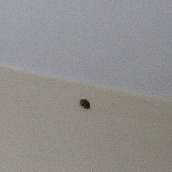 Spotting Image 1