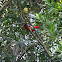 Crimson Rosella