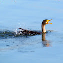 Double-crested Cormorant