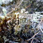 Ladder Lichen
