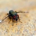 Boatman Fly