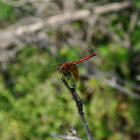 Male Western Meadowhawk