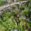 Male Western Meadowhawk