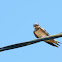 Barn Swallow (juvenile)