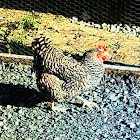Chicken