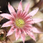 Hen and chicks