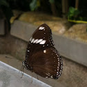 "White Admiral"