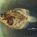 Rodabalo (gl), Rodaballo (es), Turbot (uk)