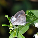 Summer Azure