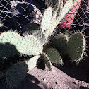 Prickly pear