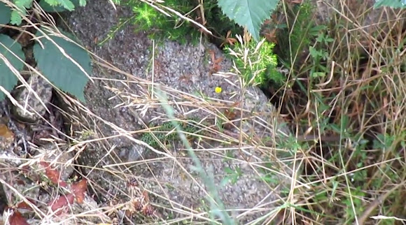 Spotting Image 1