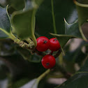 European holly
