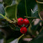 European holly