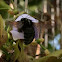 Carpenter Bee