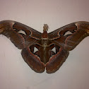 Atlas Moth