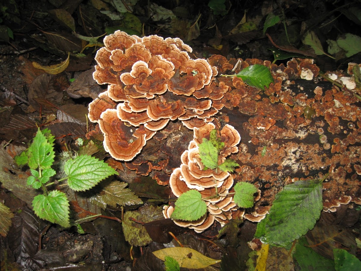 Turkey Tail