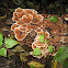 Turkey Tail