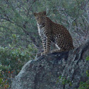 African leopard