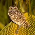 Burrowing Owl