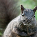 Black Squirrel