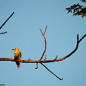 Red Bellied Woodpecker