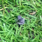 Gray tree frog sp.