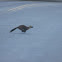 American "Pine" Marten
